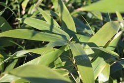 Bambou Pseudosasa Metak&eacute;