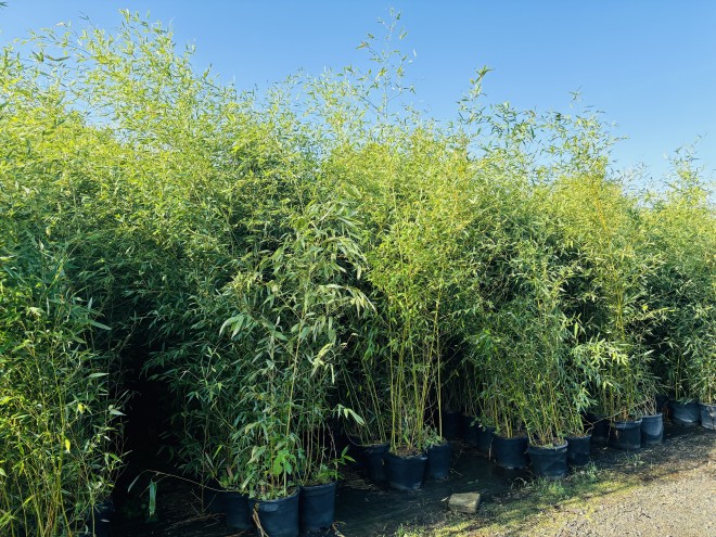 Bambou Phyllostachys Bisseti