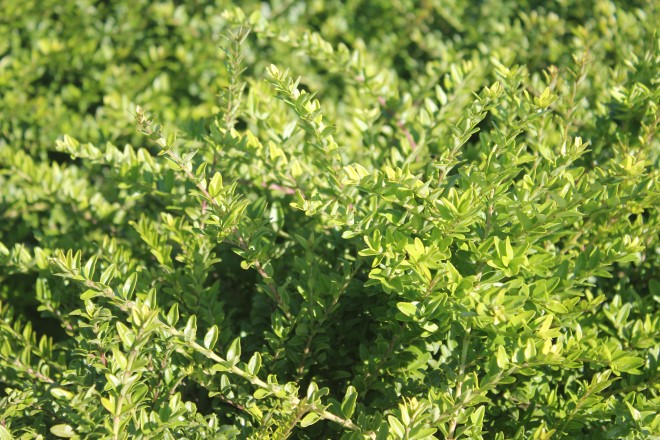 Chamaecerasus Maigrum