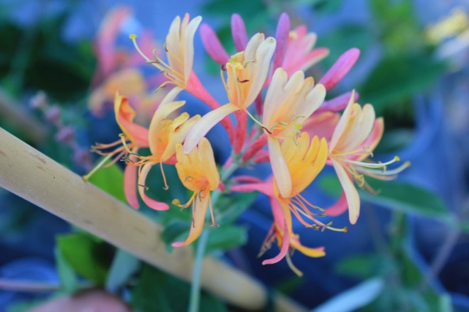 Lonicera Japonica Heckrottii Gold Flame
