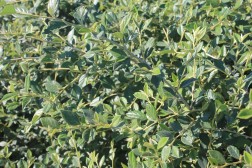 Cotoneaster Franchetti Retaill&eacute;