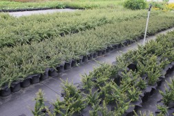 Cotoneaster Horizontalis