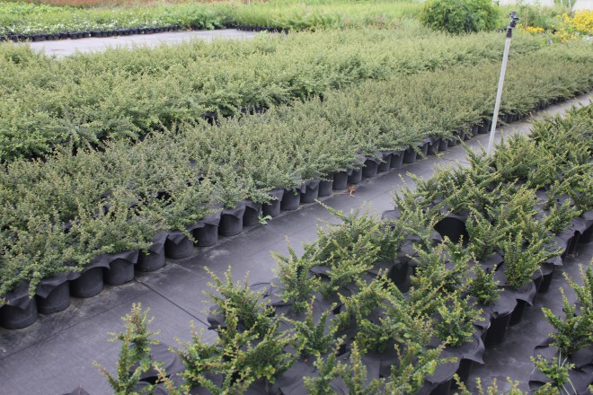 Cotoneaster Horizontalis