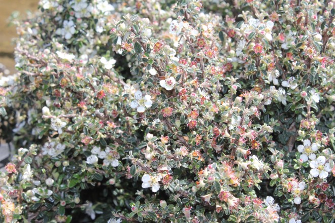 Cotoneaster Melanotrica