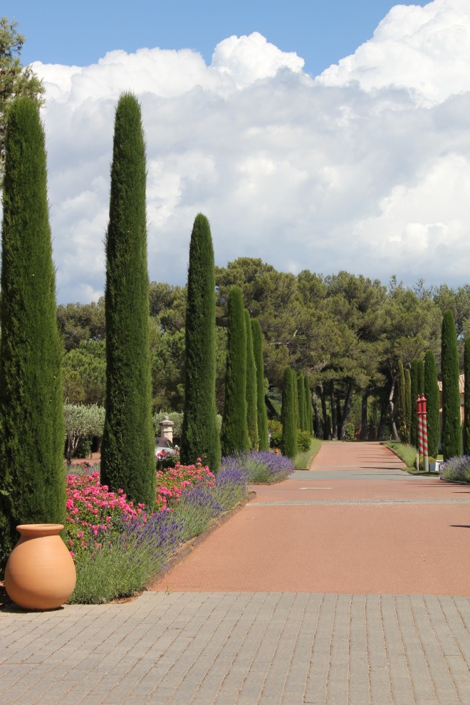 Cupressus Semper. Stricta