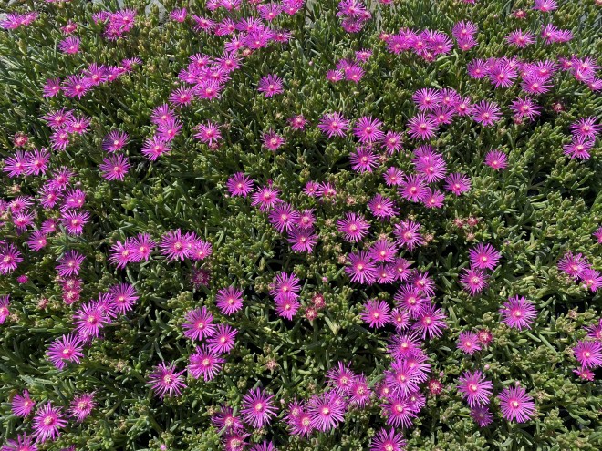 Delosperma Cooperi