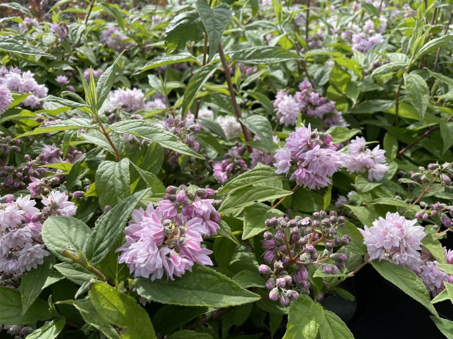 Deutzia Pink Pompon
