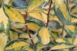 Eleagnus Dor&eacute; limelight