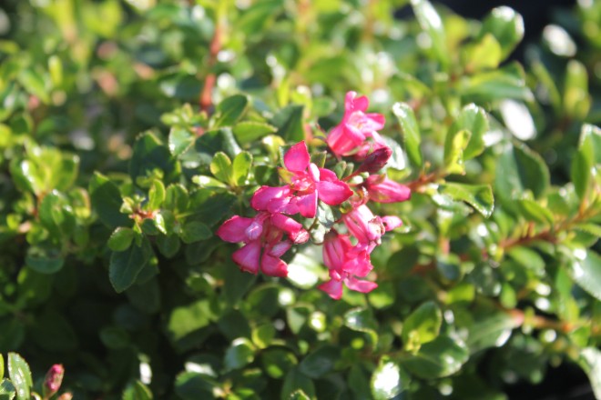 Escallonia "Red Dream"