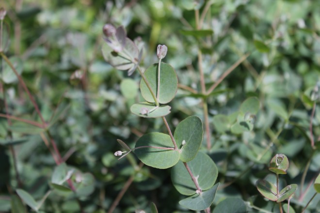 Eucalyptus Gunii