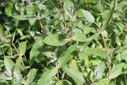 Eucalyptus Parvifolia