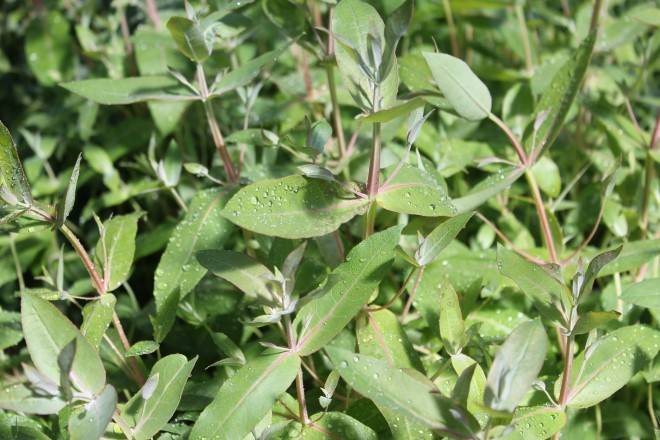 Eucalyptus Parvifolia