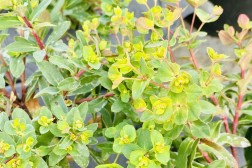 Euphorbia Amygdaloides Purpurea