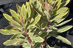 Euphorbia Ascot Rainbow