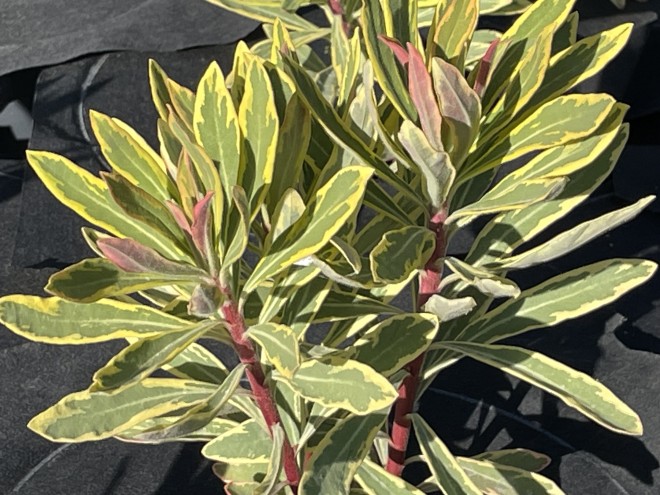 Euphorbia Ascot Rainbow