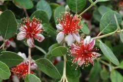 Feijoa Sellowiana