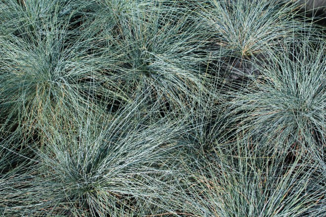 Festuca Glauca