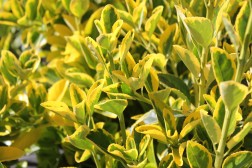 Euonymus Japonicus Aureomarginatus