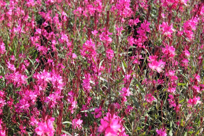 Gaura Lindheimeri