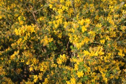 Genista " Porlock"