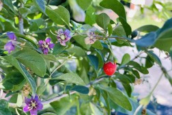 Goji (Lycium Barbarum)