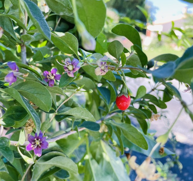 Goji (Lycium Barbarum)