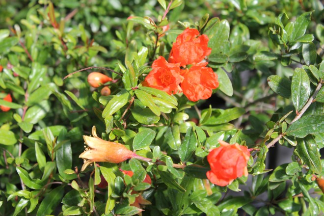 Punica Granatum Nana