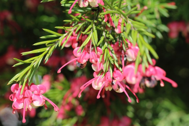 Grevillea Rosmarinifolia Jenkinsii