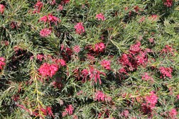 Grevillea Gracilis Rosea