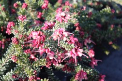 Grevillea Lanigera "Mount Tamboritha"
