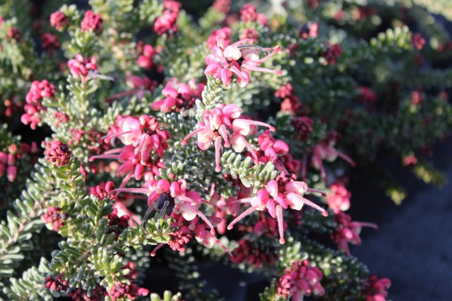 Grevillea Lanigera "Mount Tamboritha"