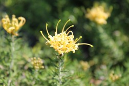 Grevillea Prostata Molongolo