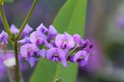 Hardenbergia Violacea
