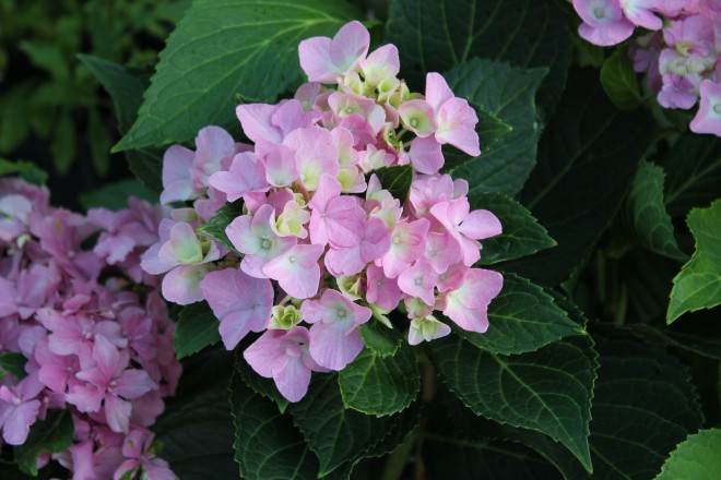 Hydrangea