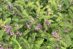 Indigofera Heterantha Gerardinia