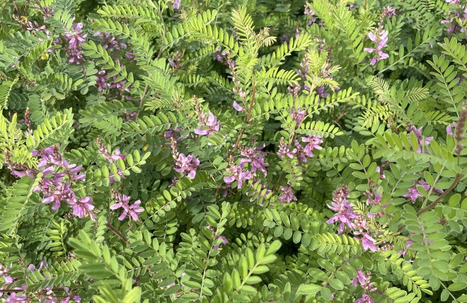 Indigofera Heterantha Gerardinia