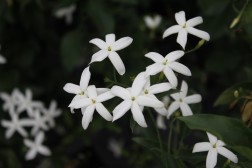 Jasmin Azoricum