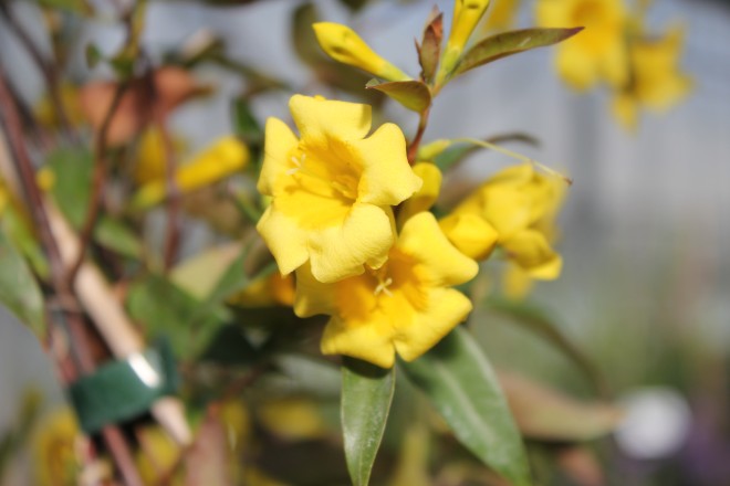 Gelsemium Sempervirens