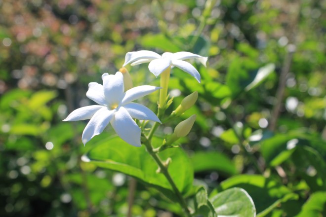 Jasminum Sambac