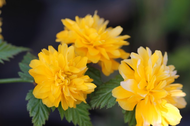 Kerria Japonica Pleniflora