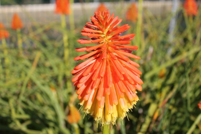 Kniphofia Uvaria Grandiflora Retaill&eacute;