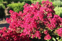 Lagestroemia Indica "Red Imperator"
