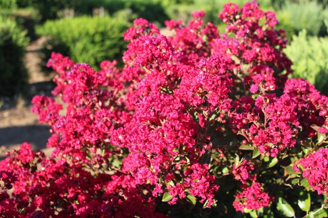 Lagestroemia Indica "Red Imperator"