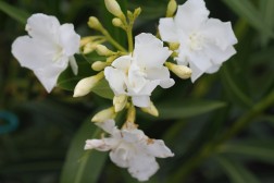 N&eacute;rium Oleander "Mont Blanc"