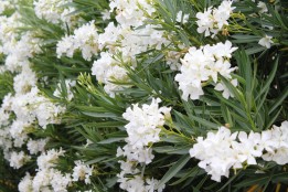 Nerium Oleander "Prince de Conti&reg;" cov