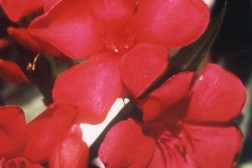 N&eacute;rium Oleander "F&eacute;ria&reg;" cov