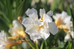 Nerium Oleander "Luteum Plenum"