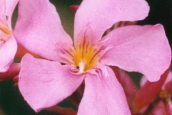 N&eacute;rium Oleander "Papa Gambetta"