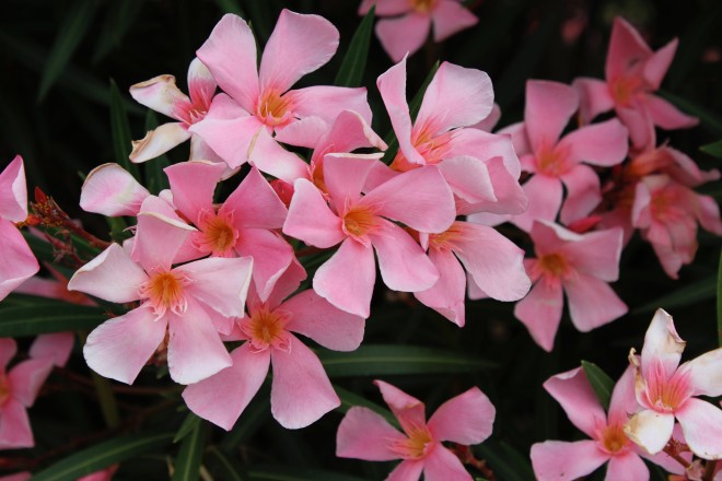 Nerium Oleander " Pisc&eacute;nois&reg;" cov