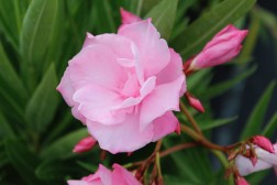 Nerium oleander